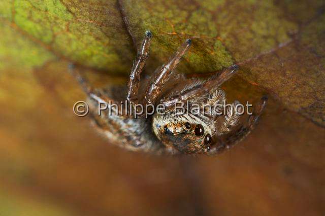 Salticidae_4742.JPG - France, Araneae, Salticidae, Araignée sauteuse ou Saltique (Evarcha arcuata), femelle, Jumping spider